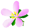 BLOEM
